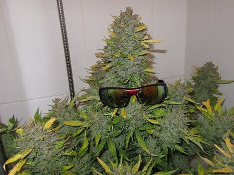 Ten Things You Should Know Before Growing Marijuana - CannaPlates