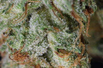 OH’s (Old Hippies) Law Of Cannabis Edible Potency